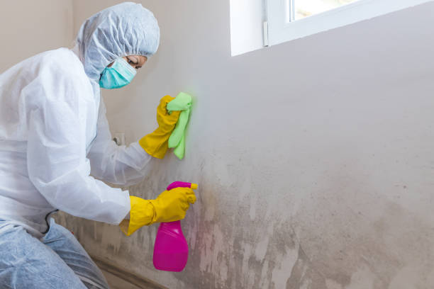 Reliable Amsterdam, NY Mold Inspection Solutions